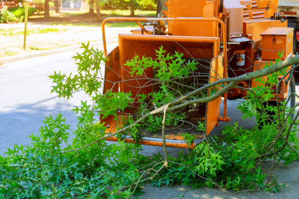 Best Storm Damage Tree Cleanup  in Peachtree City, GA