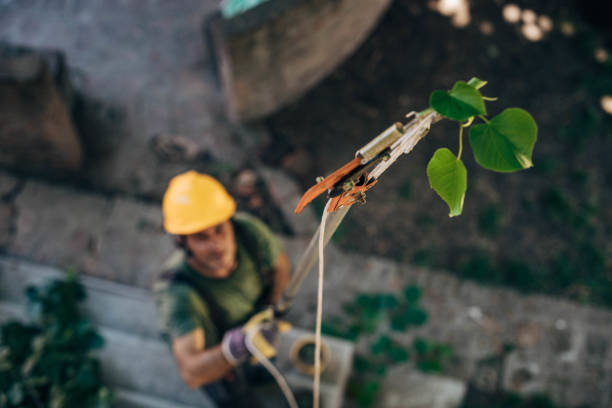 Best Hazardous Tree Removal  in Peachtree City, GA